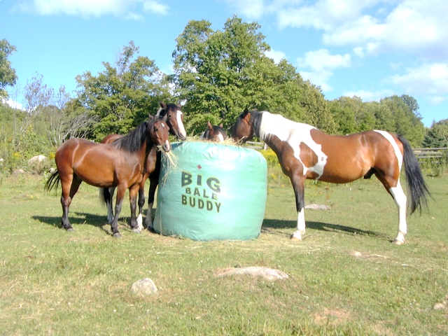 NEW! Big Bale Buddy - unique round bale hay feeding system. NEW! Big Bale Buddy - unique round bale hay feeding system.